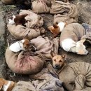 해방농장 이미지