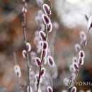 버들강아지 이미지