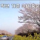 제주 녹산로 벚꽃 유채꽃 작년 기준 3월 중순 만개 쇼츠영상 이미지