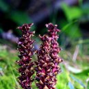 오리나무 이미지