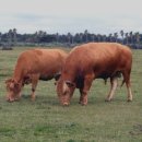 종우목장 이미지