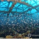 인공어초 연합뉴스