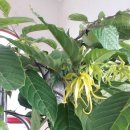 일랑일랑 이미지