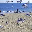 부산갈매기 이미지