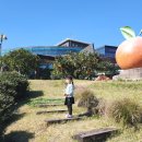 효돈순환로 | 2025 감귤 판타지아｜4살 6살 아이와 제주 감귤박물관 다녀온 현실 후기