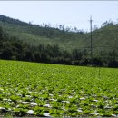 땅끝천년숲옛길 이미지