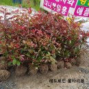 로빈 티스토리