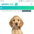 애니멀케어 이미지