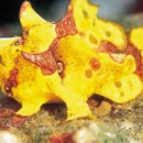 Warty frogfish, Clown angler fish 이미지