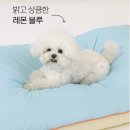 엘르독 | 바잇미 엘르독 쿠담이 방석 강아지 반려견 고양이 푹신한 용품 추천 후기