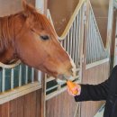 카일라스승마클럽 이미지