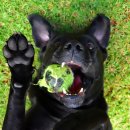 24시 더케어 동물의료센터 이미지