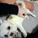 리치비투비 | 1.1 ~ 1.15 (초코나무숲, 옐로우피자, 매운갈비찜, 초코츄러스, 묵사발, 알라보, 윤이불닭발)