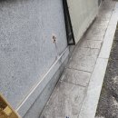 세이브독 이미지