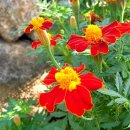 한장미아파트 이미지