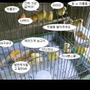 한국조류사