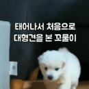 태어나서 처음으로 대형견을 본 꼬물이 이미지