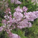 수수꽃다리 이미지