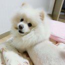 유한동물병원 이미지