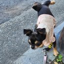 송댕송댕 이미지