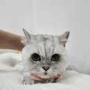페르시안 캣 | [신림고양이미용] 페르시안 모네 미용 후기｜무마취 안전미용 캣치유