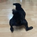 예뻐지개냥 이미지