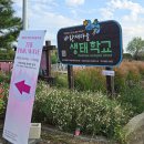 오산청년마을협동조합 | 경기도 여행지 10월 11월 핑크뮬리 축제 바람새마을 주차 평택 데이트 코스