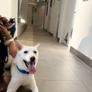 24시 위드힐 동물메티컬센터 | 별내동물병원 24시 위드힐동물메디컬센터 추천 내돈내산 후기