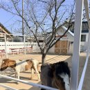 카페후프 | 경주 황리단길 감성카페 조랑말 있는 후프후프 솔직후기