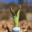 전북특별자치도광역치매센터 이미지