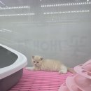 고양이분양 꽃개와 꽃냥 인천 청라점 | 김포고양이분양 브숏 케어가 잘된 꽃개와꽃냥 인천 청라점