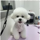 아임댕댕 이미지