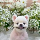 하이몽 애견미용실 이미지