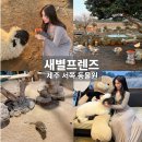 쓰담쓰담애견샵 | 제주서쪽여행 아이랑가기좋은곳 블랙노즈양 동물원 새별프렌즈