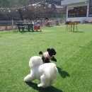 별에서 온 뿌꾸 이미지