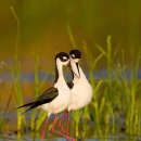 마음은 소녀 이미지