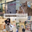 배곧센터프라자(센타프라자1) | [시흥 배곧동 이색카페] 배곧실내데이트하기 좋은 곳 고양이주택 배곧점