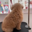 부티뽀샤 이미지