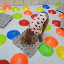 멍찌애견유치원 | 송파애견호텔 쿠키 8박호텔링 너무 잘지냈어요 멍찌네하우스