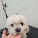 더봄애견 이미지