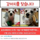 대명동 강아지 이미지