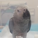 금쪽같은내새끼 동물병원 이미지