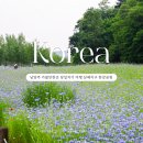신창지구 초록공원 | 남양주 드라이브 가볼만한곳 당일치기 한강공원 삼패지구 수레국화 꽃구경