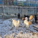 우리염소 이미지