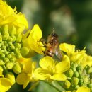 꿀벌의 감소, 왜 문제인가? 이미지