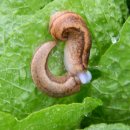 보리수농장 이미지