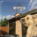 하늘마당펜션B | 가평 애견동반 펜션 음악의숲 신상 독채 감성숙소 B동 잔디마당 바베큐 후기