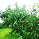 오천농장 이미지