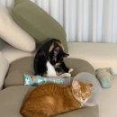 더원고양이동물병원 이미지