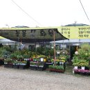 늘봄꽃화원 이미지